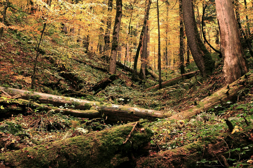 Protecting old  growth forest  in Europe EUROPARC Federation