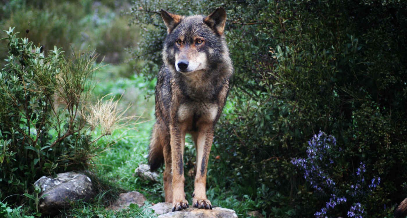 Facilitating coexistence with the Iberian Wolf: lessons ...